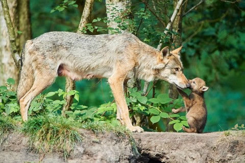Eurasian wolf