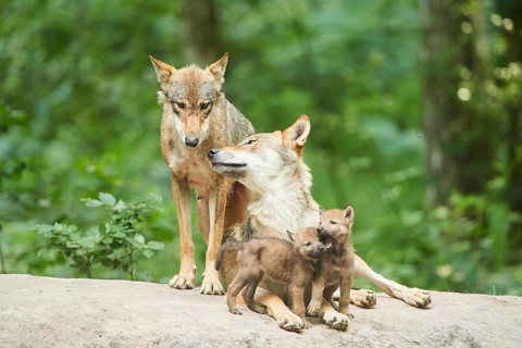 Eurasian wolf