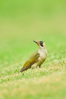 European green woodpecker