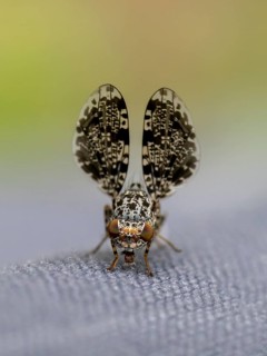 Peacock fly