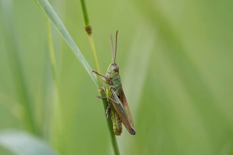 Common pink meadow grasshopper