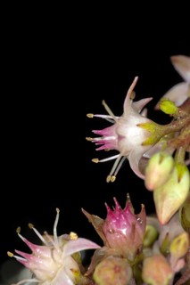 Showy stonecrop