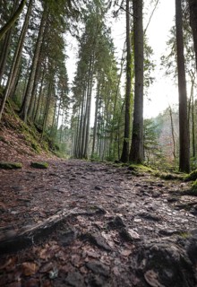 Stony forest path with trees