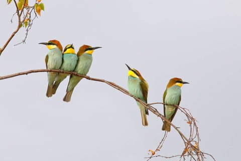 European Bee-eater