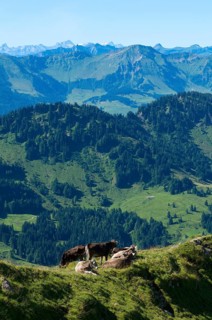 Domestic cattle