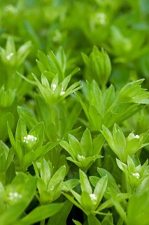 Sweetscented bedstraw
