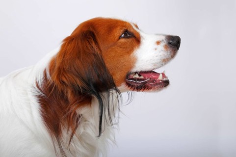 Kooikerhondje