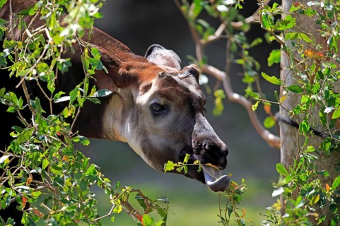Okapi