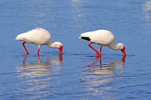 American white ibis