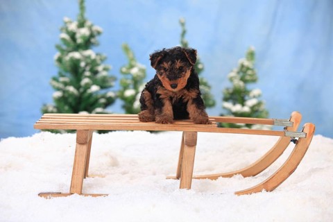 Welsh Terrier