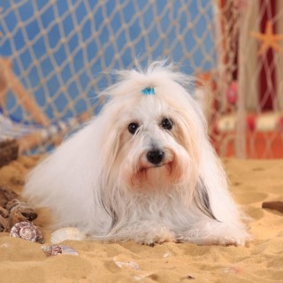 Coton de Tulear