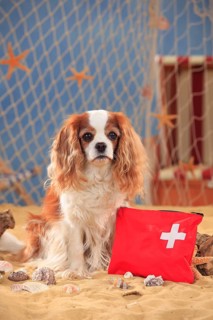 Cavalier King Charles Spaniel