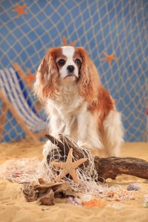 Cavalier King Charles Spaniel