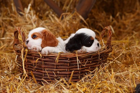 Cavalier King Charles Spaniel
