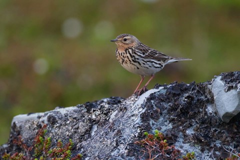 Red-throated Pipit