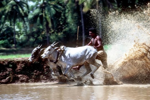 Racing bullocks and jockey