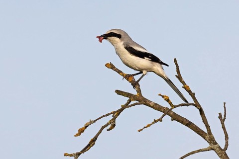 Great Grey Shrike