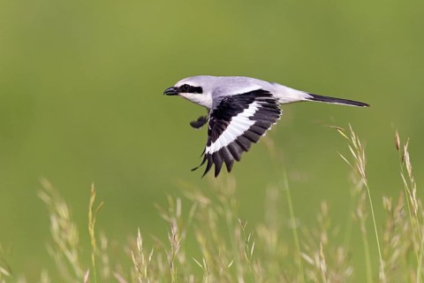 Great Grey Shrike