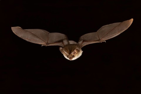 Grey long-eared bat