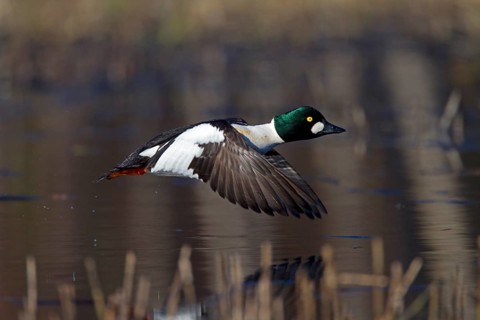 Common Goldeneye