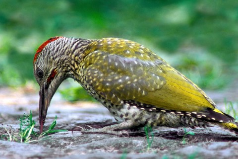 European european green woodpecker