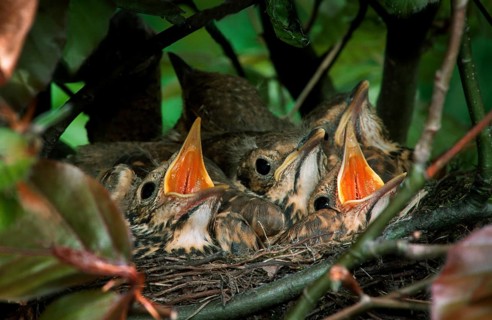 Song thrush