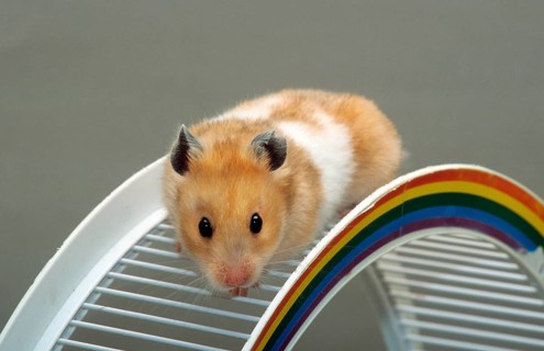 Golden hamster