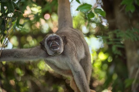Northern muriqui