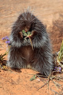 North american porcupine