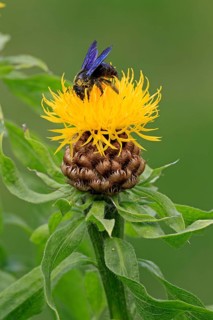 Violet carpenter bee
