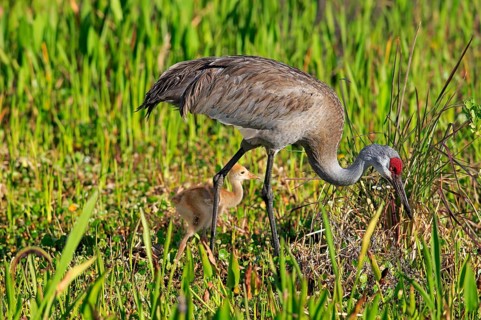Sandhill crane