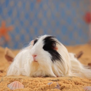 Sheltie guinea pig