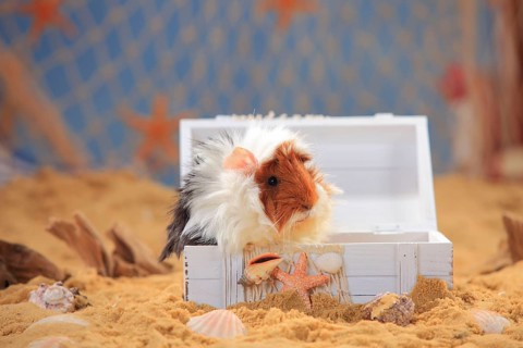 Angora guinea pig