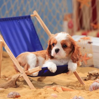 Cavalier King Charles Spaniel