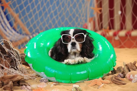 Cavalier King Charles Spaniel