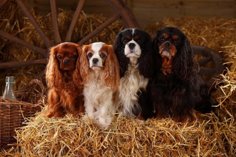 Cavalier King Charles Spaniel