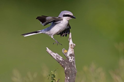 Great Grey Shrike