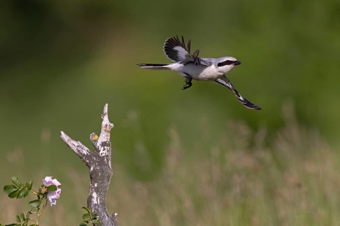 Great Grey Shrike