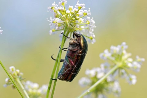 Common rose chafer