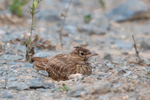 Crested Lark