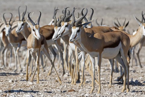 Springboks