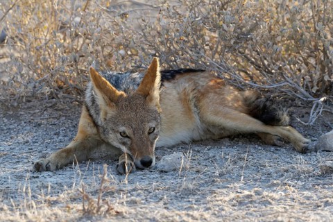 Black-backed jackal