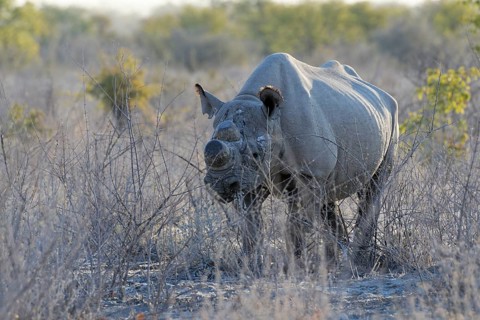Black rhinoceros