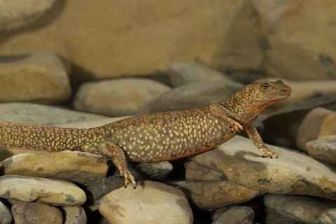 Pyrenean brook salamander