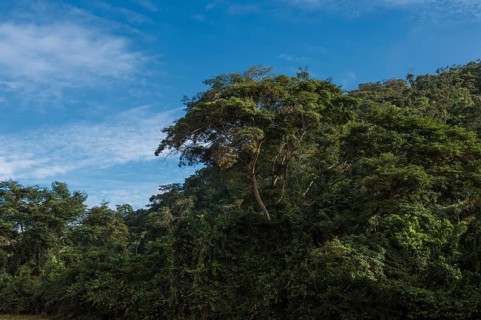 Atlantic Forest Landscape Caratinga