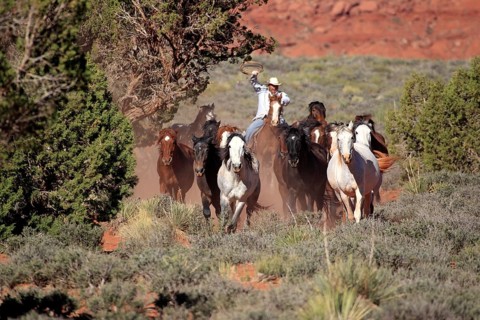 Navajo cowboy drives mustangs