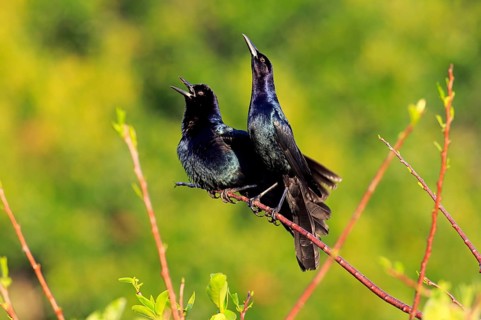 Boat-tailed grackle