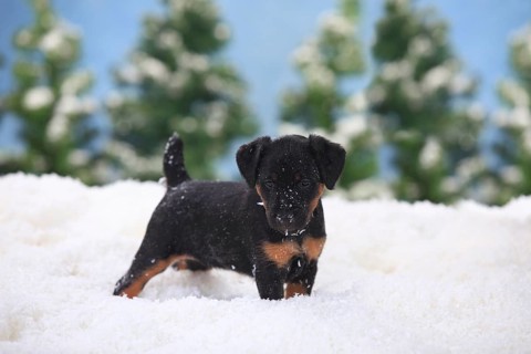 German Hunting Terrier