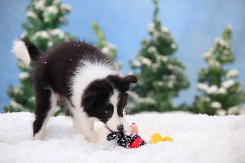 Border collie