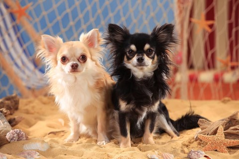 Chihuahuas